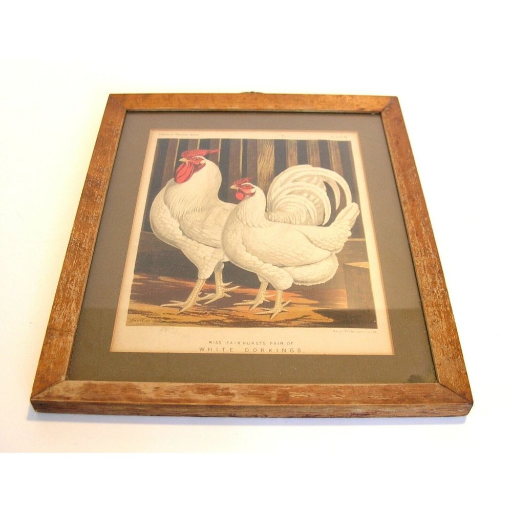 Rooster and Hen Antique Print Framed Miss Fairhurst's Pair of White Dorkings - Picture 2 of 4